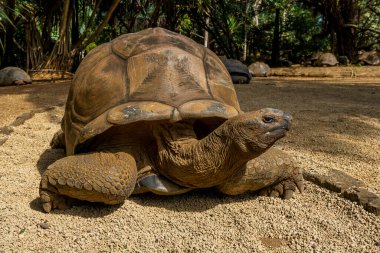 Mauritius kaplumbağası, Mauritius adaları, Güney Afrika