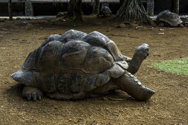 Jättesköldpaddor på tropiska ön Mauritius på La Vanille Nature Park. — Stockfoto