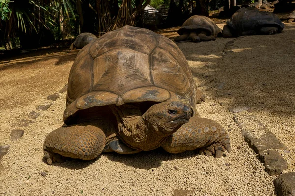 En gigantisk Mauritius sköldpadda, Mauritius öar, Sydafrika — Stockfoto