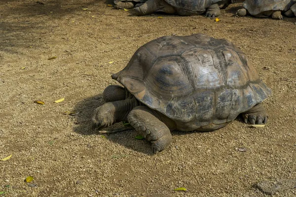 Een reusachtige Mauritius schildpad, Mauritius eilanden, Zuid Afrika — Stockfoto