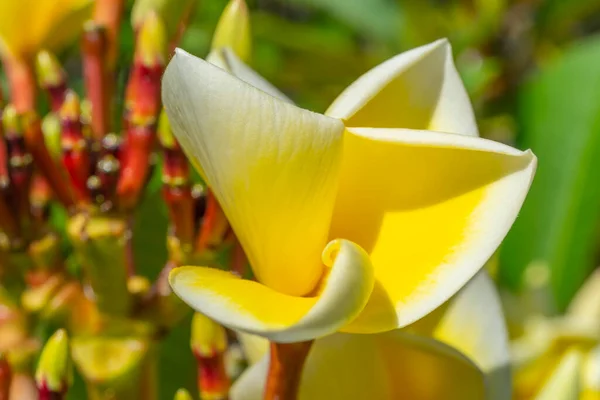 Fiore di Plumeria frangipani su albero, fiore tropicale bianco e giallo con foglia su fondo verde. — Foto Stock