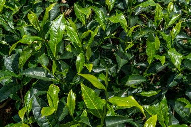 Yeşil çay tarlaları. Dağda taze çay yaprakları. 