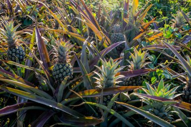 Tarlada ananas yetiştiriyor, makroyu kapatıyor. Yüksek kalite fotoğraf
