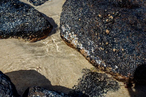 Крупный План Вулканической Каменной Скалы Пляжа Раковинами Ракушками Воде Высокое — стоковое фото
