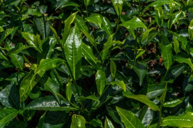 Yeşil çay tarlaları. Dağda taze çay yaprakları. 