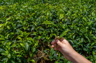 Childs 'ın turistleri tarlanın arka planında çay filizi tutuyor. İthalat için en iyi çay çeşidini izliyorum. Taze yeşil yaprakları kapatın.. 