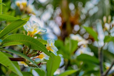 Ağaçta plumeria frangipani çiçeği, yeşil arka planda yapraklı beyaz ve sarı tropikal çiçek. 