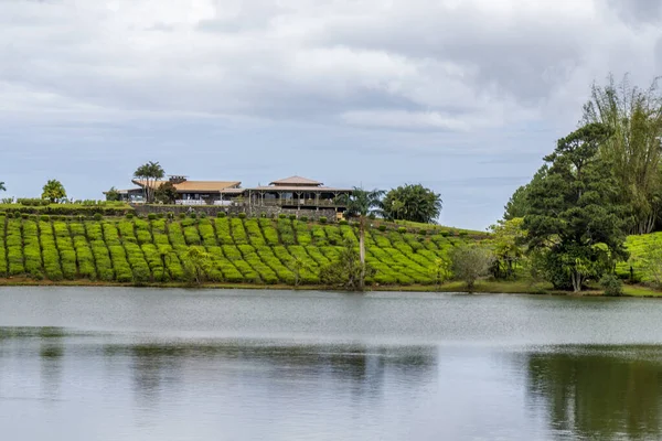 Плантации зеленого чая возле озера, высоко в горах острова Маврикий — стоковое фото