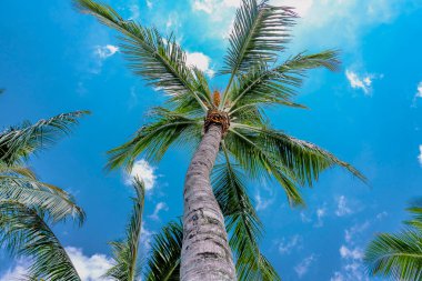 Mavi gökyüzüne karşı hindistan cevizi olan palmiye ağaçları. Adada tropikal ağaçlar, arka planda mavi gökyüzü. 