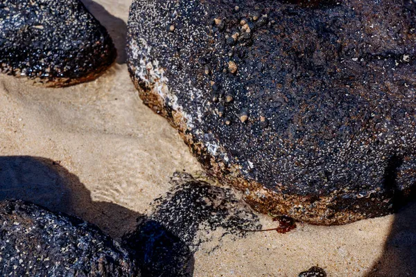 Крупный план вулканической каменной скалы пляжа с раковинами и ракушками на воде — стоковое фото