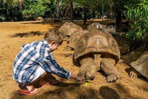 En pojke ger mat till jätte hotade sköldpadda, djur äter växter utomhus. — Stockfoto