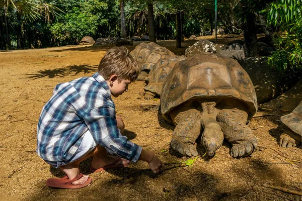 En pojke ger mat till jätte hotade sköldpadda, djur äter växter utomhus. — Stockfoto