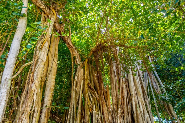 Close up de fundo da árvore Banyan na floresta tropical. — Fotografia de Stock