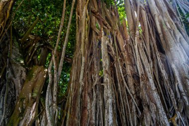 Tropikal ormandaki Banyan ağacının arka planını kapatın.. 