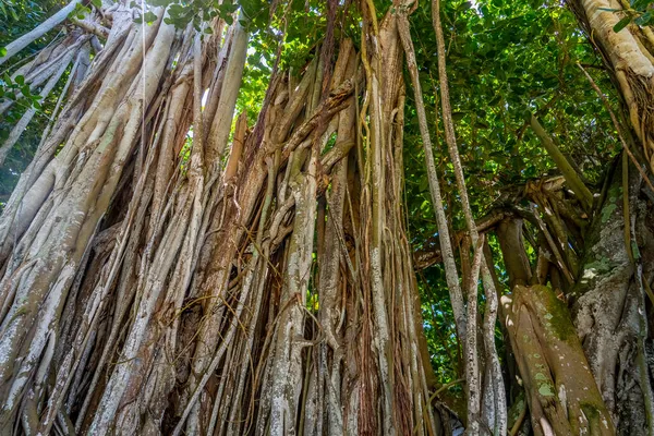 Close up de fundo da árvore Banyan na floresta tropical. — Fotografia de Stock