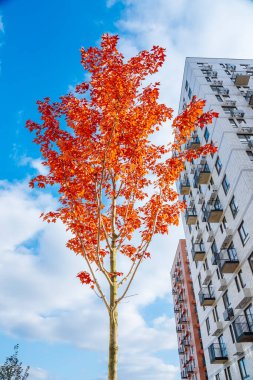 Kırmızı ağacın renkli yaprakları mavi gökyüzüne karşı, çok katlı binanın yanında, sonbahar arka planında. Kaliteli fotoğraf. 