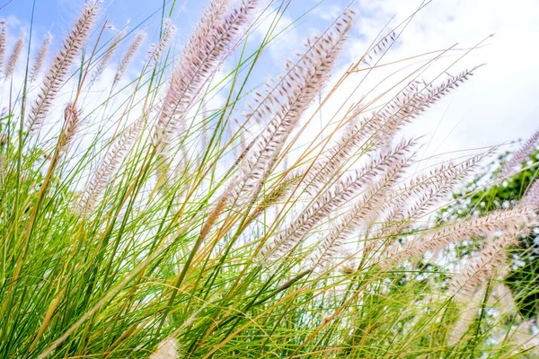 閉じるベージュピンクの草の花が風に吹いて 青空の背景 選択的フォーカス 高品質の写真 — ストック写真