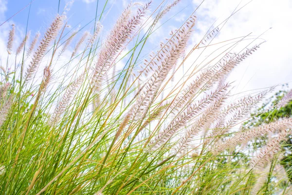Closeup Beige Pink Grass Flower Blowing Wind Blue Sky Background — Stock Photo, Image