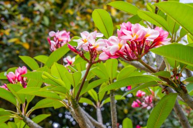 Ağaçta çiçek açan Frangipani 'nin parlak pembe rengi. Yumuşak odaklı arka plan. Büyük Plumeria çiçeği ağacı, tropik doğal park. Yüksek kalite fotoğraf. 