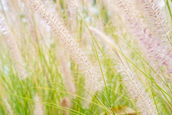 Closeup Beige Pink Grass Flower Blowing Wind Blue Sky Background — Stock Photo, Image