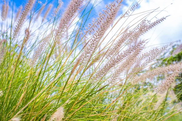 閉じるベージュピンクの草の花が風に吹いて 青空の背景 選択的フォーカス 高品質の写真 — ストック写真