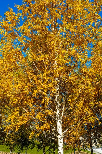 Herfstseizoen Gele Berkenboom Natuur Achtergrond Hoge Kwaliteit Foto — Stockfoto