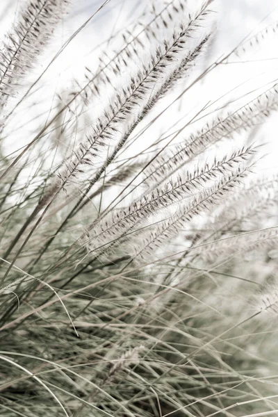 閉じる黒と白の草の花が風に吹いて 空の背景 選択的フォーカス 高品質の写真 — ストック写真