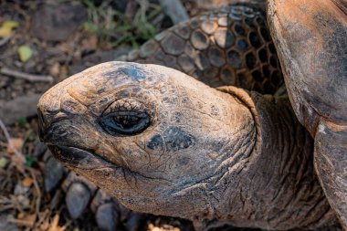 Mauritius Adası 'ndaki dev bir kaplumbağanın yakın çekimi. Yüksek kalite fotoğraf