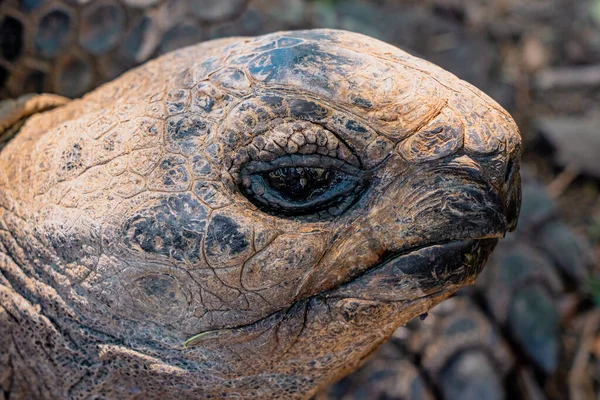Närbild Chef För Jättestor Sköldpadda Mauritius Högkvalitativt Foto — Stockfoto