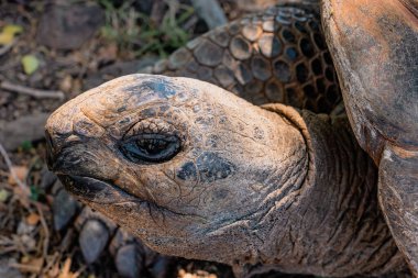Mauritius Adası 'ndaki dev bir kaplumbağanın yakın çekimi. Yüksek kalite fotoğraf