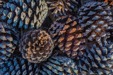 Çam kozalağı arka planı. Xmas yeni yıl kartı arkaplanı. 