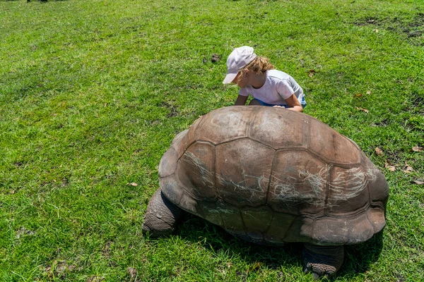 Närbild Flickan Leker Med Jättestor Sköldpadda Safari Parken Mauritius Höj — Stockfoto