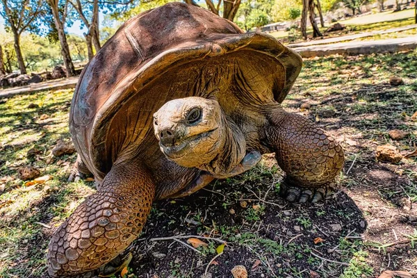 Jättesköldpaddor Tropiska Mauritius Vid Vanille Naturpark Höj Kvalitet Foto — Stockfoto