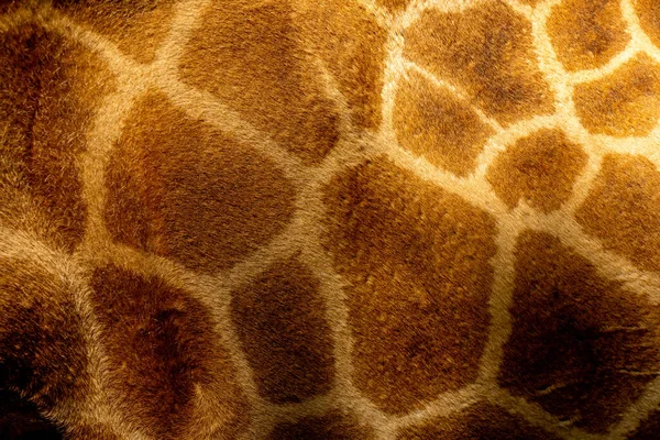 Girafa pele texturizada de perto. Impressão de girafa marrom e branca — Fotografia de Stock