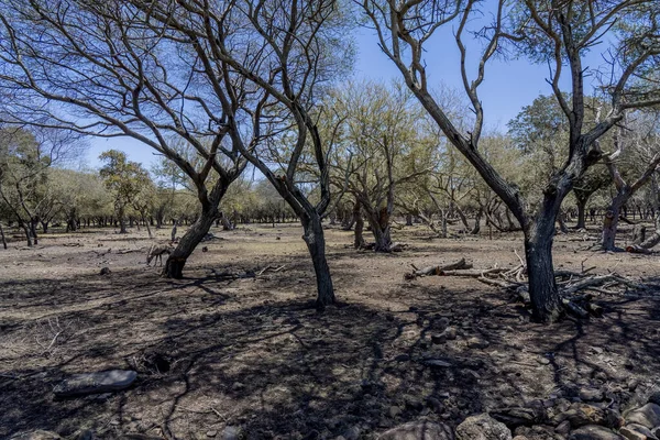 Zvířata volně žijící zvěř, rezervace horských a suchých stromů na Mauriciu, africká příroda — Stock fotografie