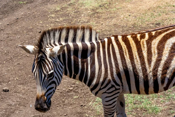 Zebra Grevys w afrykańskim safari w dzikim parku naturalnym. — Zdjęcie stockowe