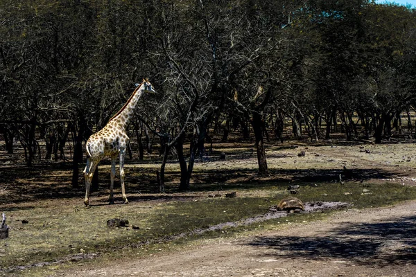 Giraffenporträt in der afrikanischen Savanne — Stockfoto