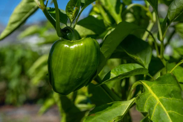 Groene zoete peper ecologisch zuiver groeien op een boerderij bed closeup foto. — Stockfoto