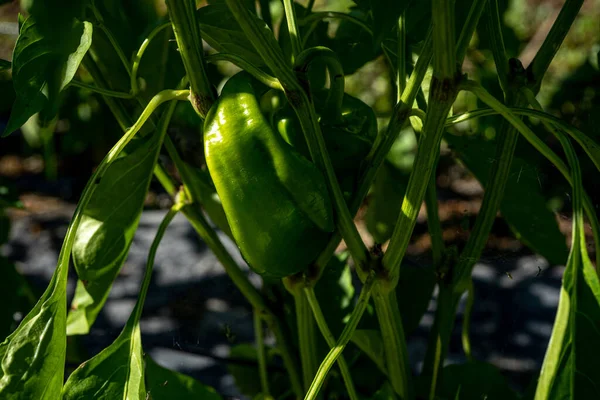 Green sweet pepper ecologically pure growing on a farm bed closeup photo. — Stockfoto