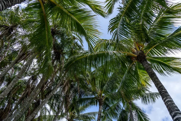 Palmera de coco en un cielo azul, fondo de isla tropical. Viaje tarjeta de naturaleza isla de vacaciones. Hoja de palmera sobre fondo del cielo. — Foto de Stock