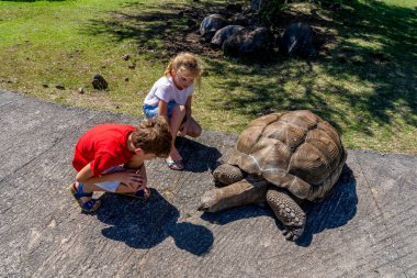 Kız ve oğlanın safari parkında dev kaplumbağayla oynamaları. Mauritius Adası