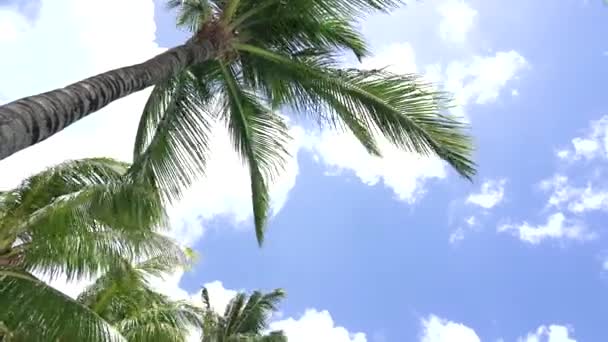 Haut de cocotier frondes de palmier soufflant dans le vent sur fond de ciel bleu. — Video