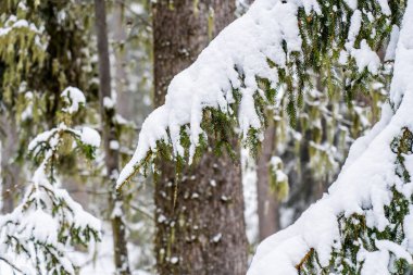 Kış ormanındaki büyük ladin ağaçları çok karla kaplıdır. Yüksek kalite fotoğraf