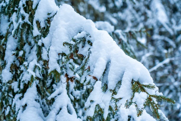 Big Spruce Trees Winter Forest Covered Lots Snow High Quality — Stock Photo, Image