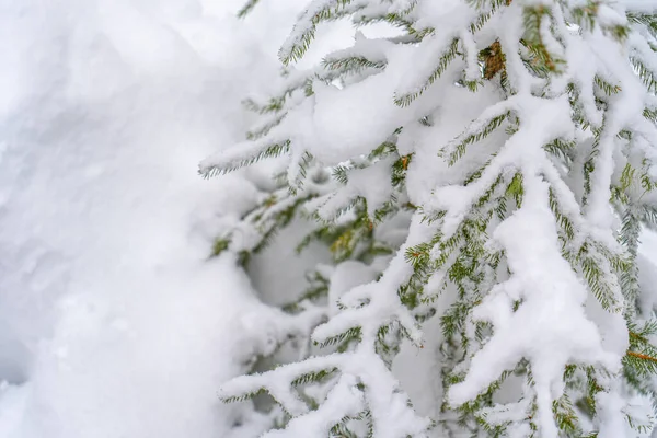 Большие ели в зимнем лесу, покрытые большим количеством снега — стоковое фото