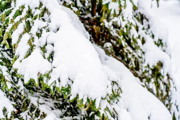 Большие ели в зимнем лесу, покрытые большим количеством снега — стоковое фото