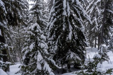 Kışın ormandaki büyük ladin ağaçları karla kaplıdır.