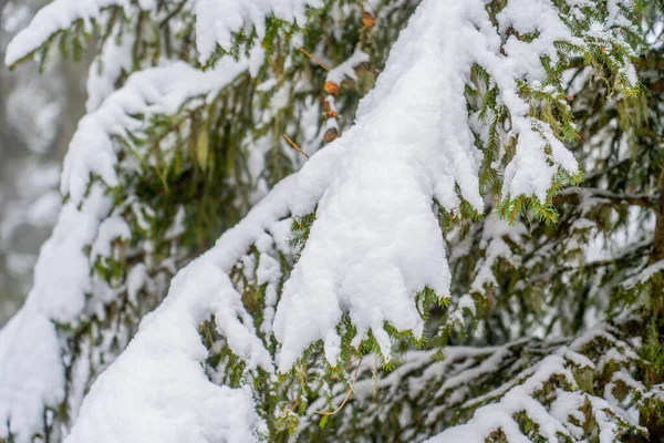 Duże świerki w zimowym lesie pokryte dużą ilością śniegu — Zdjęcie stockowe
