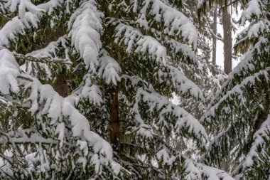 Kışın ormandaki büyük ladin ağaçları karla kaplıdır.