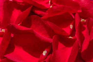 Kırmızı gül yapraklı makro yakın çekim. Güzel kırmızı yaprakların arka planı. Yüksek kalite fotoğraf